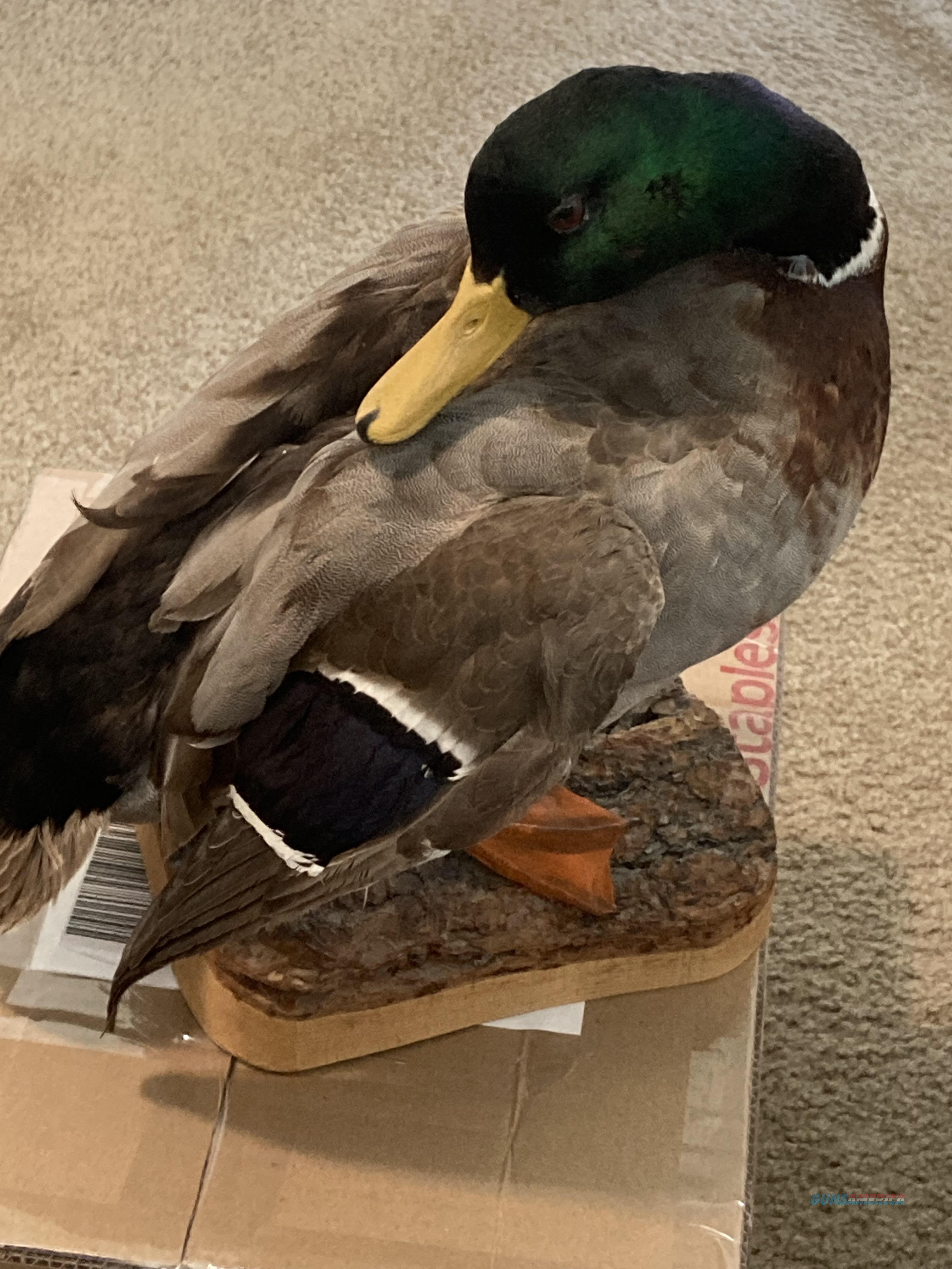 BEAUTIFUL MALE MALLARD DUCK MOUNT For Sale At Gunsamerica Com 997165184   Wm 15386064 