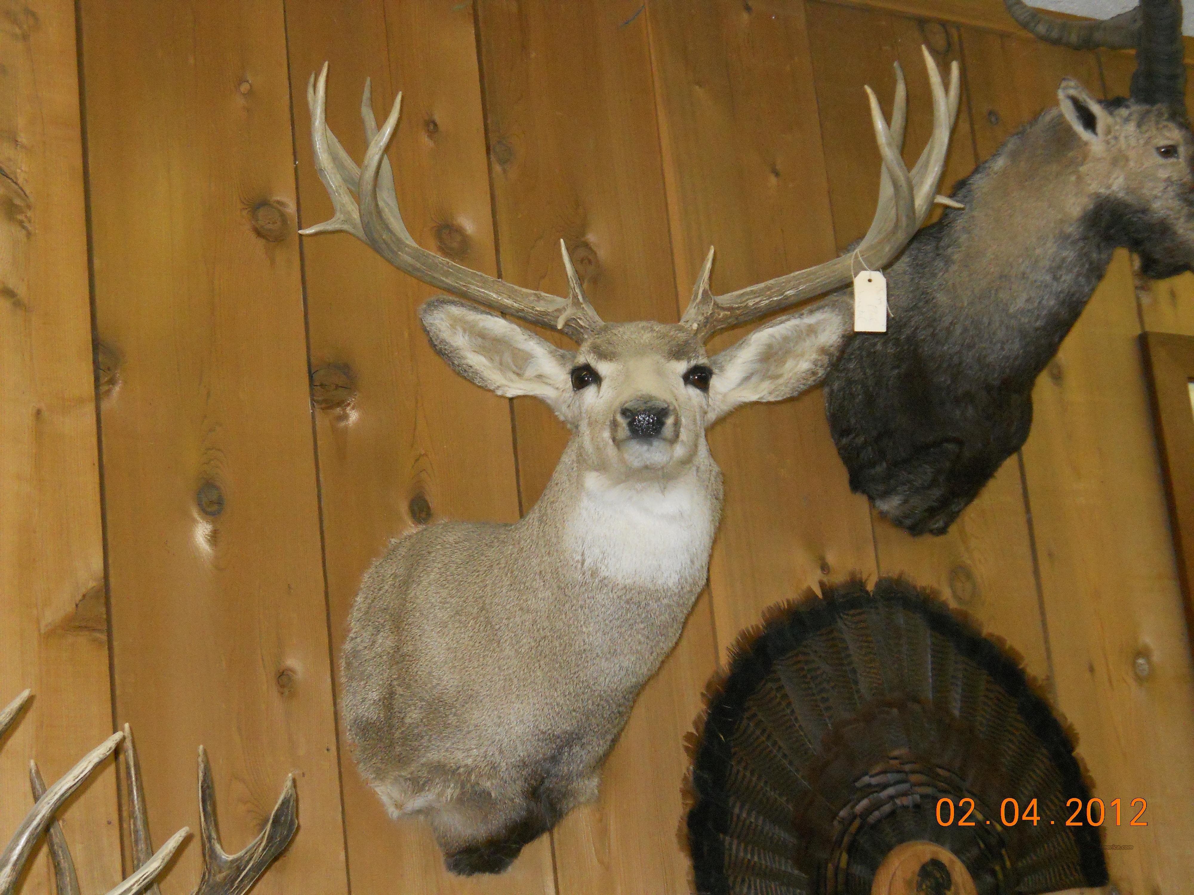 Mule Deer Taxidermy Mount 30 Inch Rack For Sale