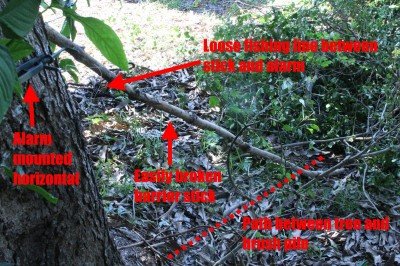 This is a set that will work far better than a strip line that can be easily seen and stepped over in daylight. The unwelcome visitor is funneled between a brush pile and a tree, that has been blocked by an easily moved object. The object is attached to the trip wire so when it is stepped on or kicked aside, the alarm will sound. 