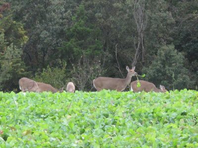 Glass fields for deer feeding to identify which fields they are coming to most frequently.