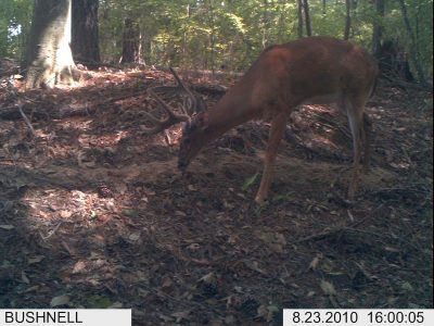 Trail cameras are a great tool for inventorying the bucks on your land. Hang near a key food source or attractant or bait pile where legal.