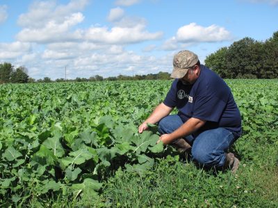 Even before the first frost sweeten their taste, don’t ignore plots with brassicas early in the season. Deer will still nibble the leaves.