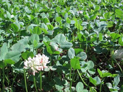 White clover is a staple of food plots and a steady attractant for deer in the area.