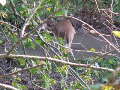 Find isolated water holes, particularly with worn trails leading to and away from them and tracks in the soft muddy edges, and then hang your stand where it affords a shot to the water’s edge.