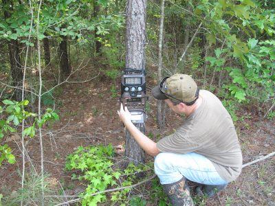 Hang trail cameras near natural funnels or trails where deer are apt to move past regularly.