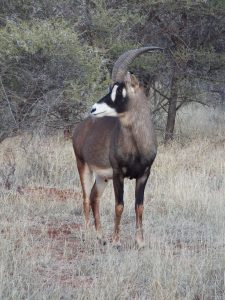 The game that was observed during the safari was varied and impressive.