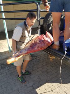 The author donated Eland meat from his kill to the local church to help feed the hungry.