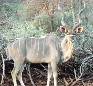 The Kudu is an immensely spiral-horned, thinly-striped, grey ghost of a beast with the reputation of being able to instantly vanish.