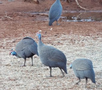 Guineafowl have grey/blue plumage and fairly large bodies and are a popular food source for the local population.