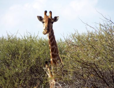 The author did have the opportunity to observe unique, native species such as this Giraffe.