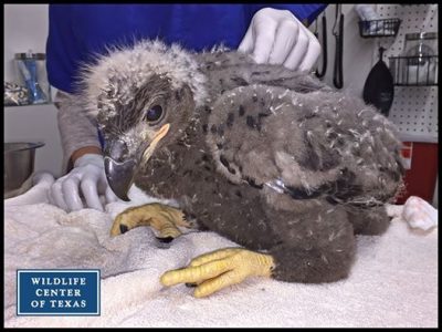 Eaglet Found in Nest Where Texas Teen Killed Bald Eagle