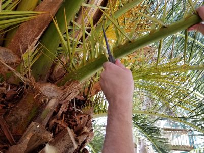 Winkler Palm Fronds