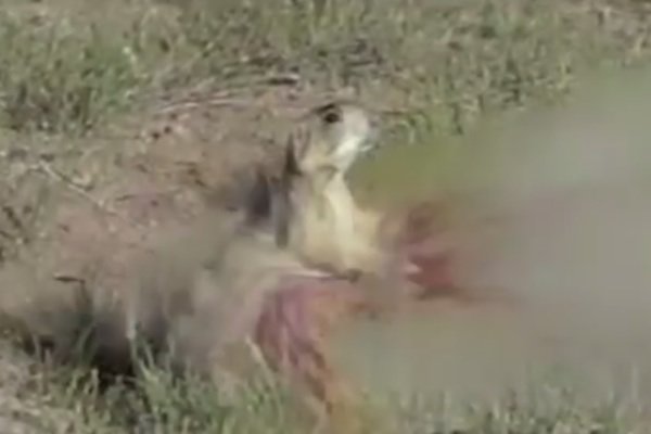 22plinkster goes prairie dog hunting!
