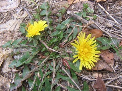 Prepping 101: Edible Wild Plants - Local Info is Everything!