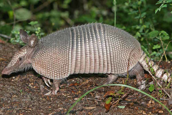 Woman Hit By Bullet Ricocheting Off Armadillo, Proof Of 9mm Inferiority?