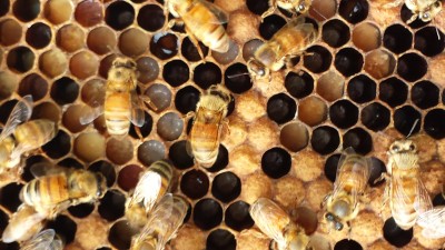 Prepping 101: Keeping Bees - Alternative Hives vs. Langstroth Hives