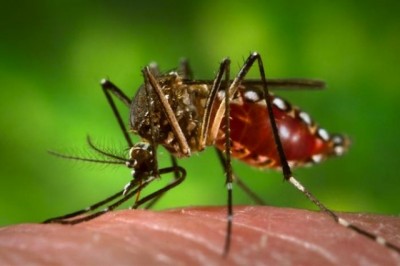 Prepping 101: Zika, Population Control & Planetary Collapse - Buy Your Bed Tents Now