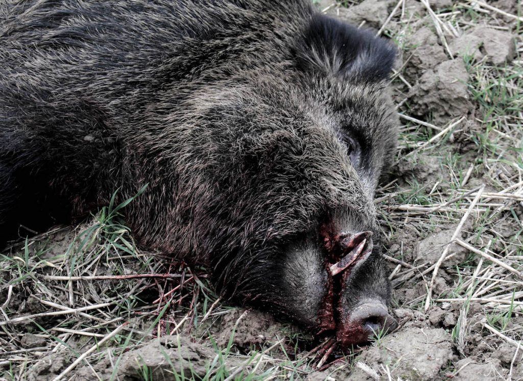 Driving Boars in Poland — Testing Norma's New Strike Line