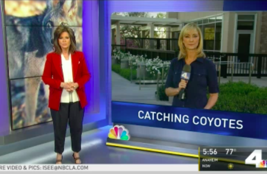 SoCal’s Solution to Coyote Problem is as Dumb as You Think