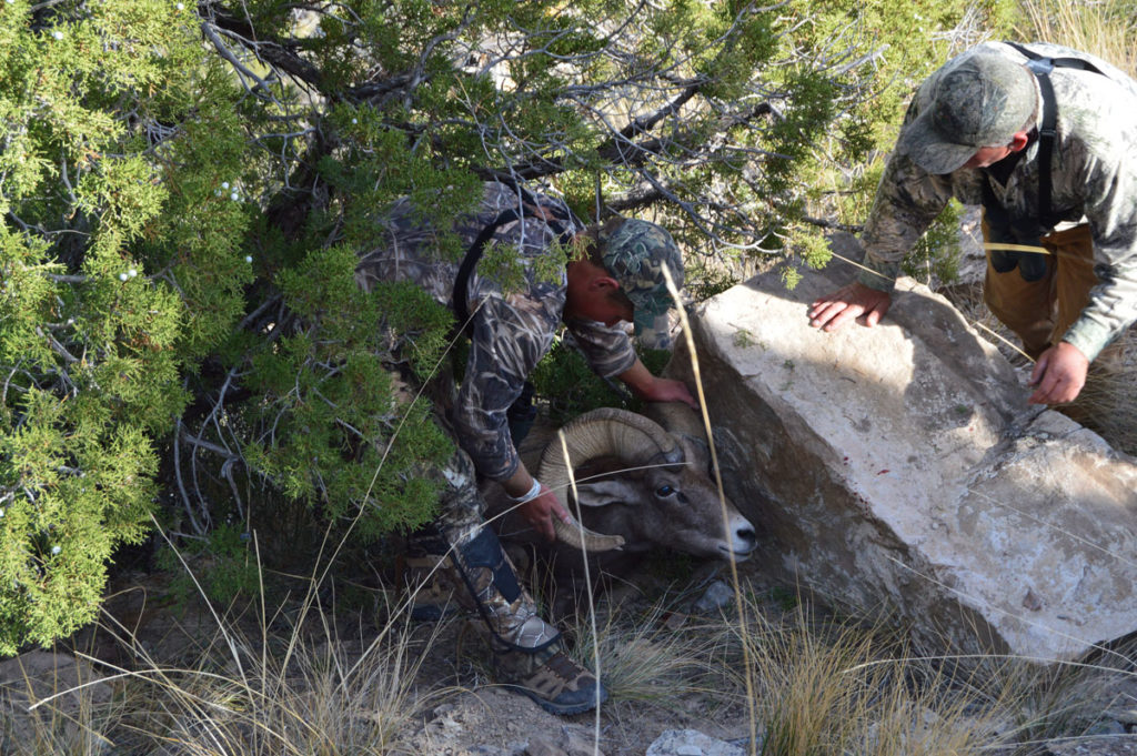 The Colorado Bighorn Sheep Hunt of a Lifetime!