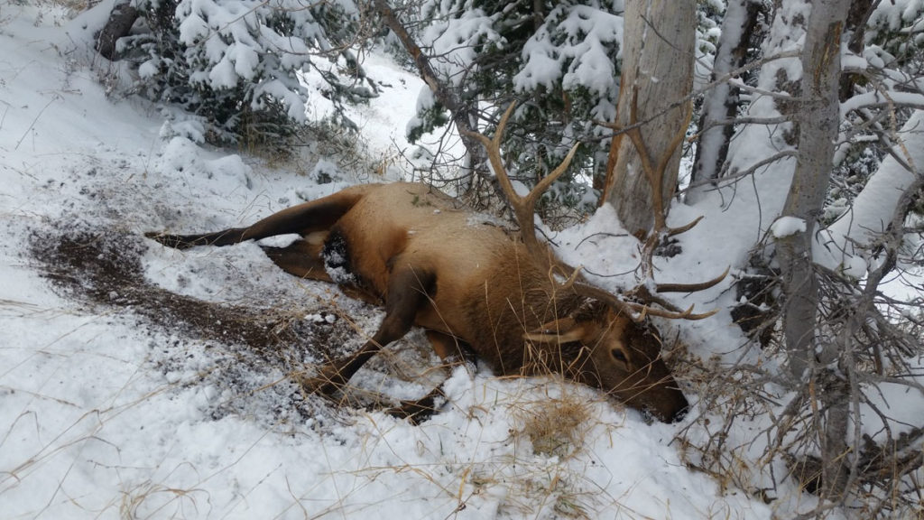 Setting Up A Rifle For An Elk Hunt