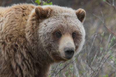 Federal Judge Blocks Grizzly Hunt Two Days before Opening Day