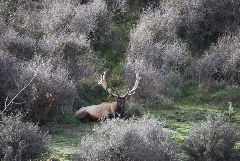 Bull Elks are Bugling...Wherever They Are