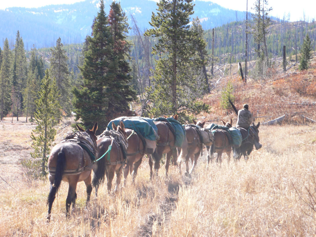 Bull Elks are Bugling...Wherever They Are