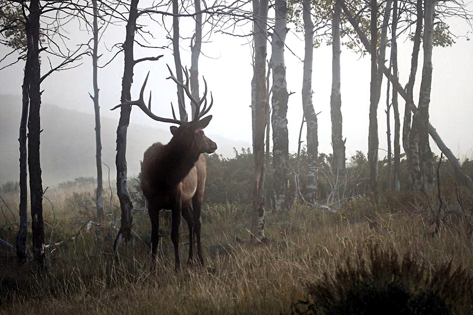 In Colorado Big Game Hunting and Fishing is Big Business