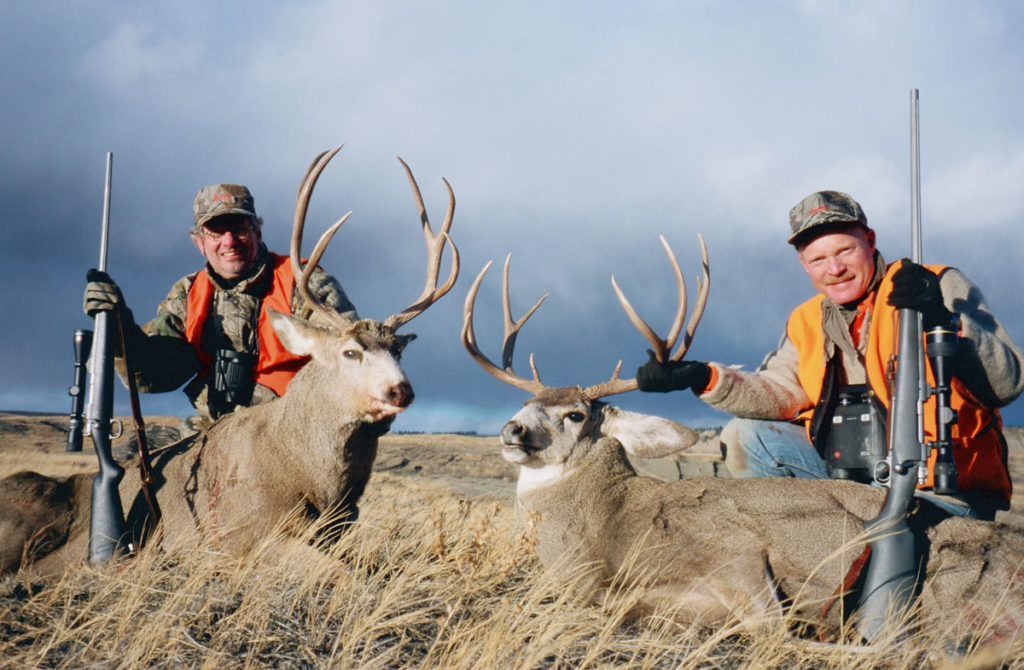 Looking for Big Mule Deer