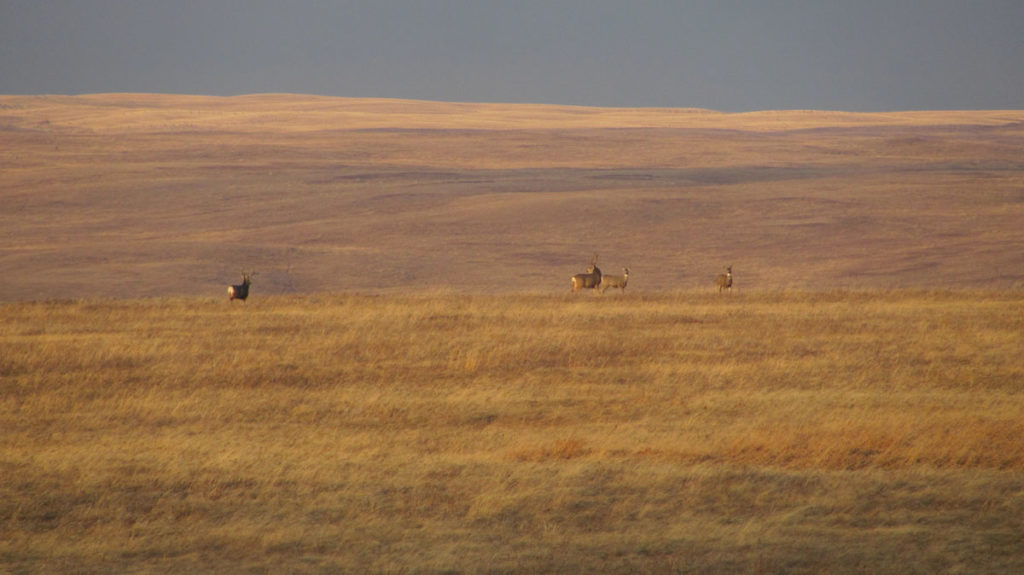 Looking for Big Mule Deer