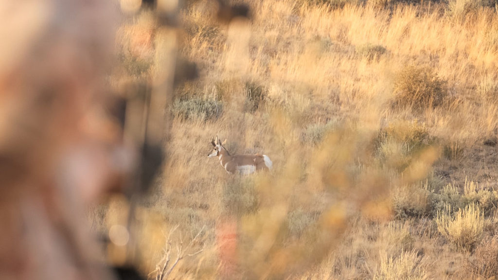 Bowhunting Pronghorn: Success Despite Mistakes