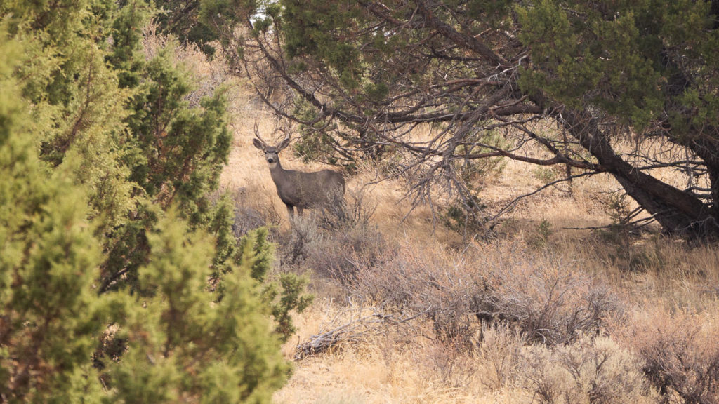 Bowhunting Pronghorn: Success Despite Mistakes