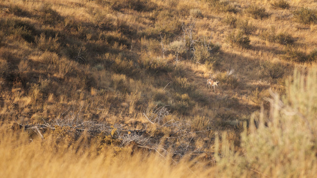 Bowhunting Pronghorn: Success Despite Mistakes