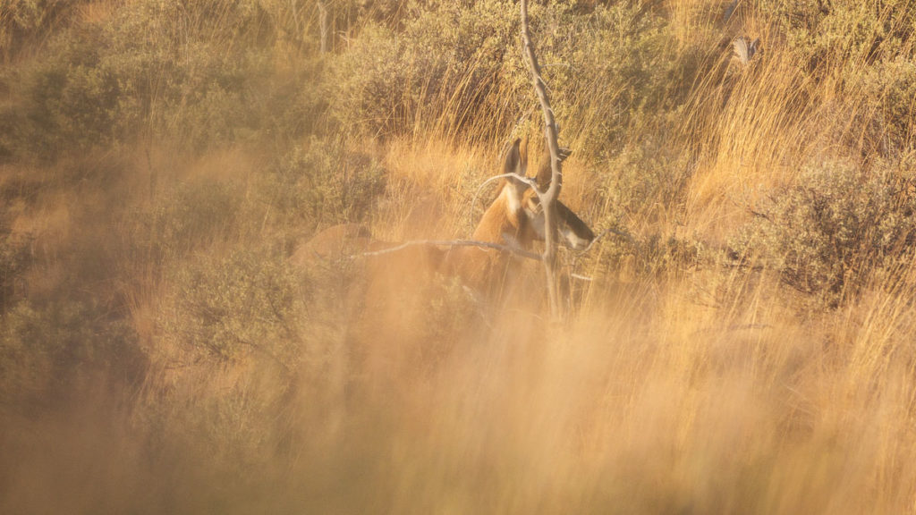 Bowhunting Pronghorn: Success Despite Mistakes