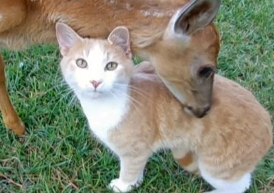 Kitten Fights Two Deer and Wins, Caught on Video