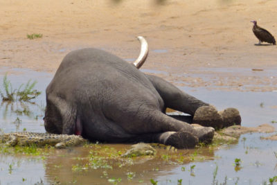 Poachers Reportedly Kill 87 Elephants Near Botswana Sanctuary