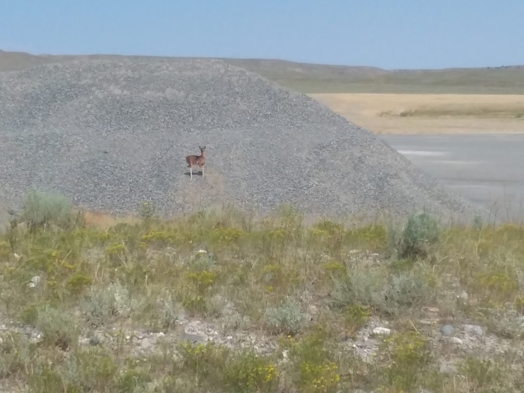 Wyoming Nonprofit Teaching First-Time Hunters with Great Success