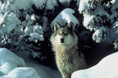 House Moves to Remove Gray Wolf from Endangered Species List