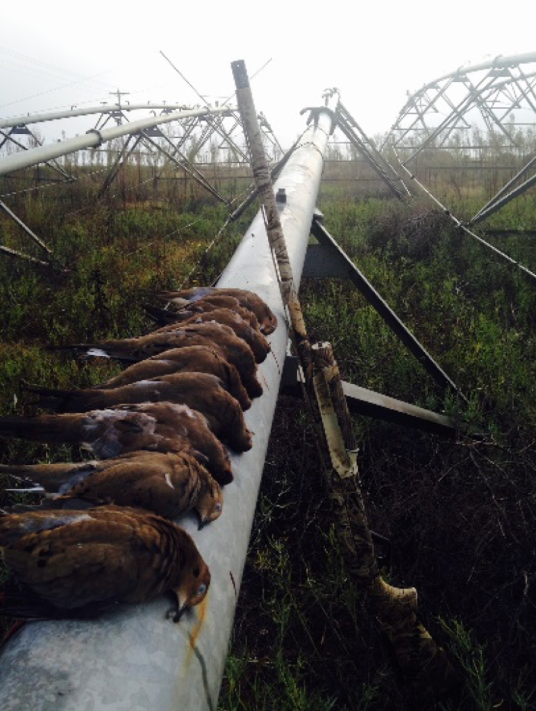 The Often Overlooked October Opportunity: 5 Tips for Late Season Dove