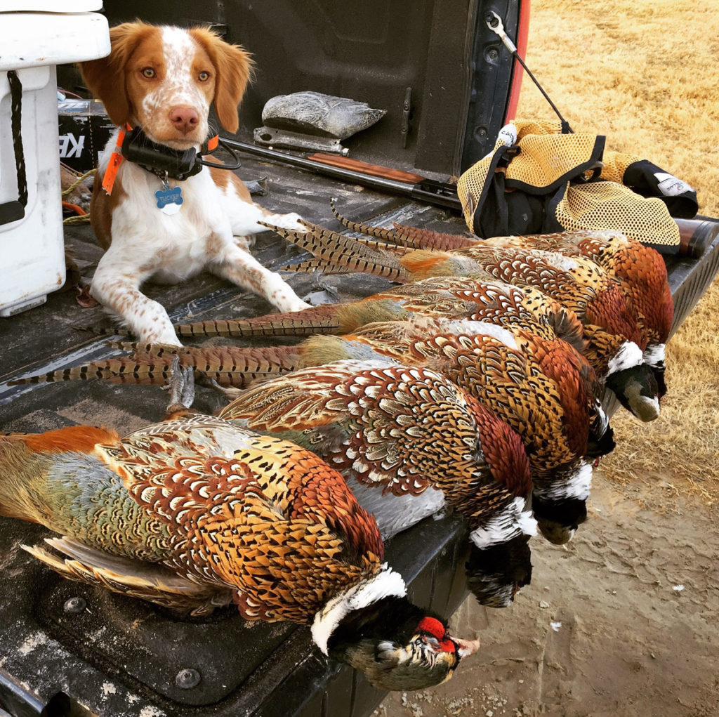 Late Season Ringnecks