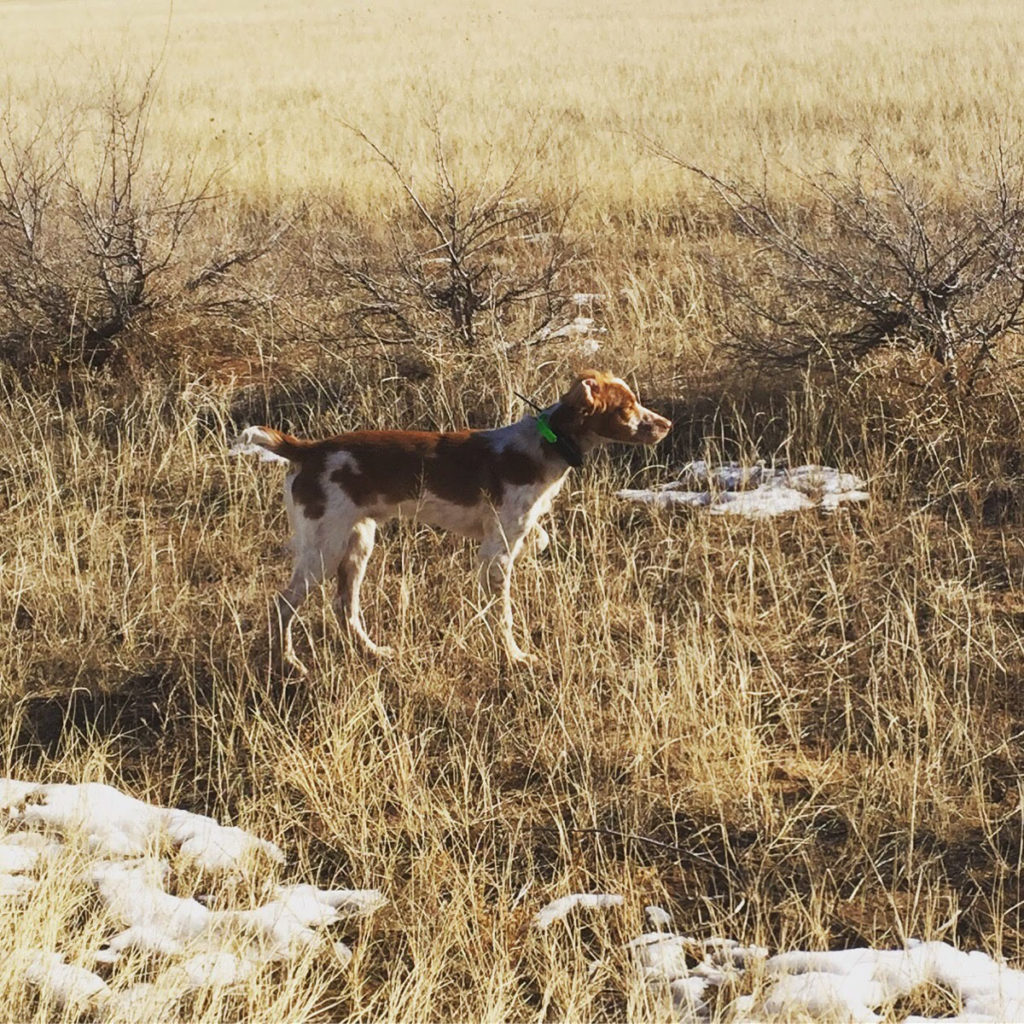 Late Season Ringnecks