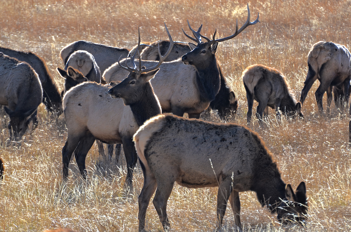 Colorado Parks and Wildlife Needs Your Feedback to Schedule Big Game Hunting Seasons for 20202024