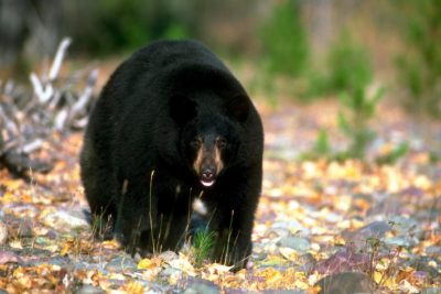 California Bear Hunting Down, Population Bigger than Ever