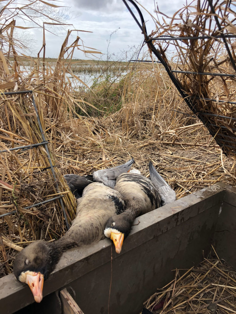 The Other Goose Addiction: White-Fronted Geese, Specks, Squealers