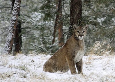 Mountain Lions Spotted Encroaching on Colorado Residents