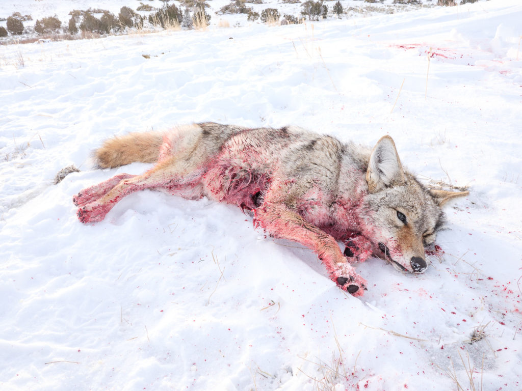 RECIPE - Coyote: It's What's For Dinner