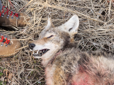 RECIPE - Coyote: It's What's For Dinner