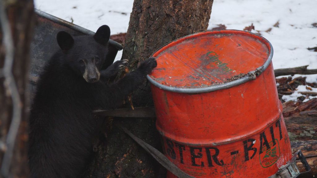 Top 5 Tips for Baiting Bears On Public Land