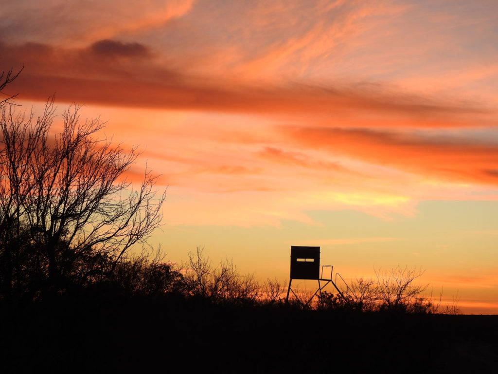 Blackbuck Antelope: Hunting a Native of India in South Texas